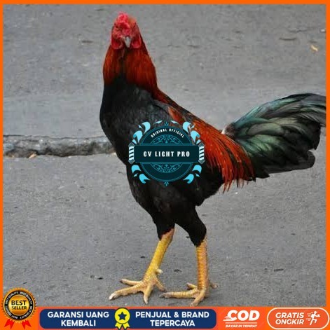 

Telur ayam bangkok pakhoy petarung aduan fertil untuk ditetaskan CV LIGHT PRO