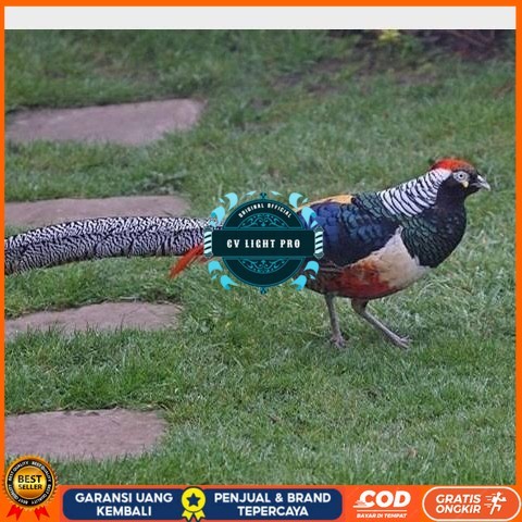 

Telur ayam hias ringneck lady red amherst pheasant fertil asli CV LIGHT PRO