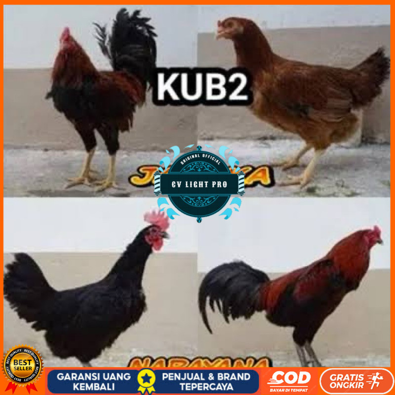 

TELUR FERTIL AYAM KUB 2JANAKA/NARAYANA INDUKAN TERSELEKSI UNTUK DI TETASKAN CV LIGHT PRO