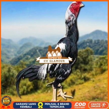 

telur tetas ayam shamo berkualitas unggul CV GLAMOUR