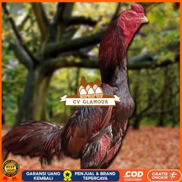 

Telur Ayam Pakhoy Ori Vertil Siap Di Tetaskan Jaminan Super Oiginal Bergaransi CV GLAMOUR