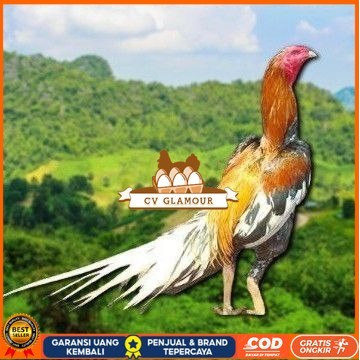 

EKOR LIDI PUTIH TELUR FERTIL CV GLAMOUR