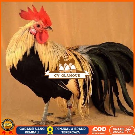 

Telur ayam phoenix onagadori / telur ayam hias fertil siap tetas CV GLAMOUR