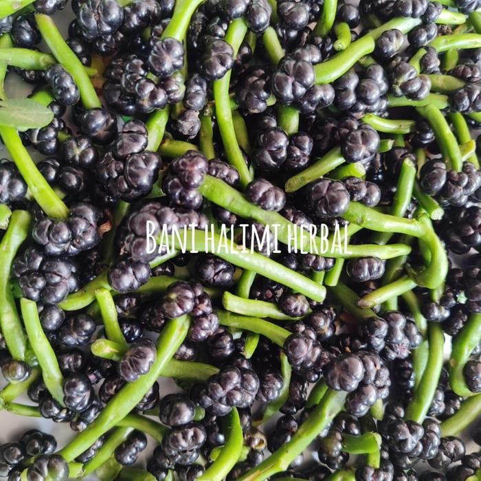 

Buah Angkung Segar Organik Obat Herbal Stroke 200 Biji + 10 Biji ready