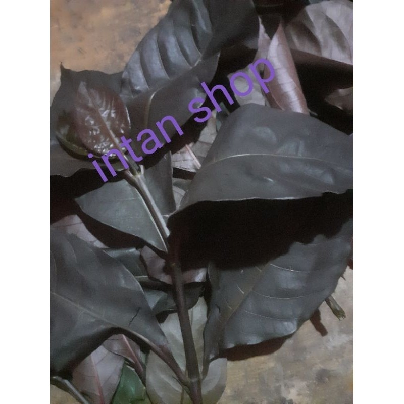 

Daun ungu' daun kopi hitam sgar 300 gr .
