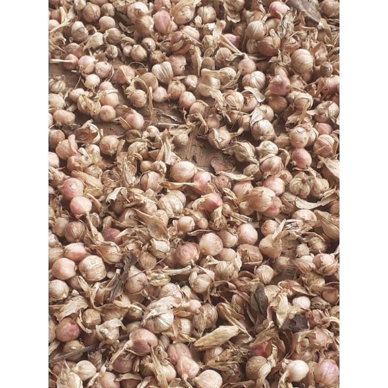 

Buah kapol basah sgar 500 gr ready