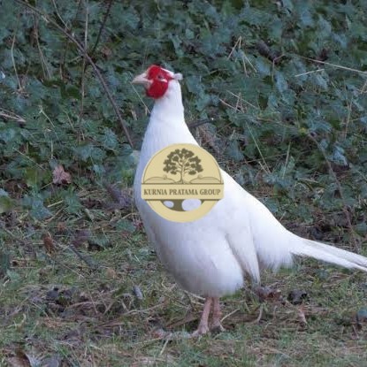 

Telur ayam hias ringneck white pheasant fertil untuk ditetaskan KURNIA PRATAMA GROUP