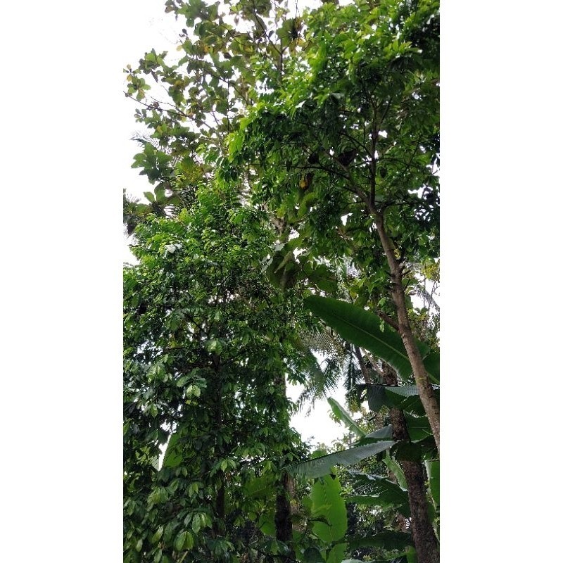 

Ready stok DAUN SIRSAK FRESH SEGAR 100 LEMBAR
