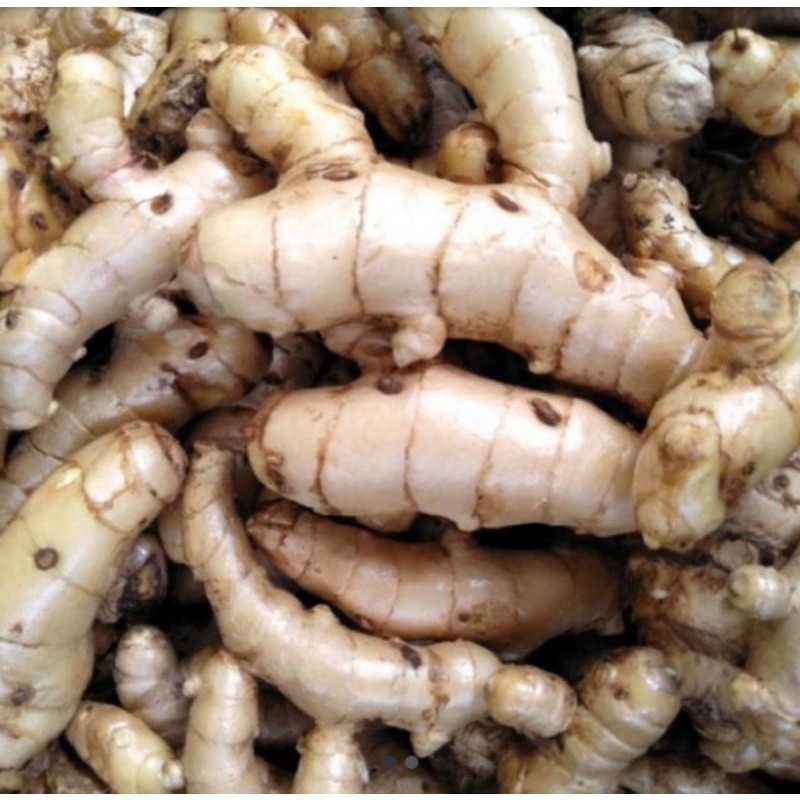 

Ready stok Temu putih segar 1kg