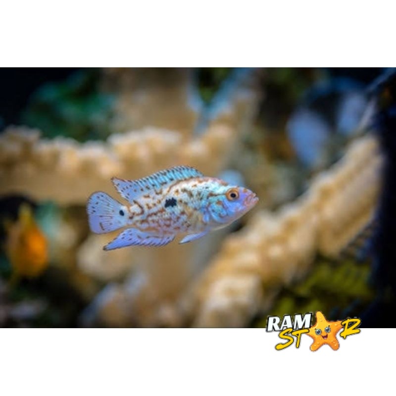 hiasan akuarium - ebjd - aquascape ciklid