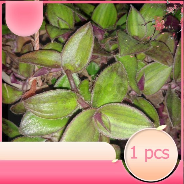 

Daun Kuping Kera Segar - Tanaman Gantung Alami