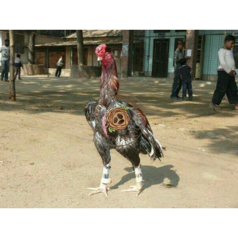 

TELUR AYAM GORDZILLA BIG JUMBO UNTUK DI TETASKAN KURNIA PRATAMA ID