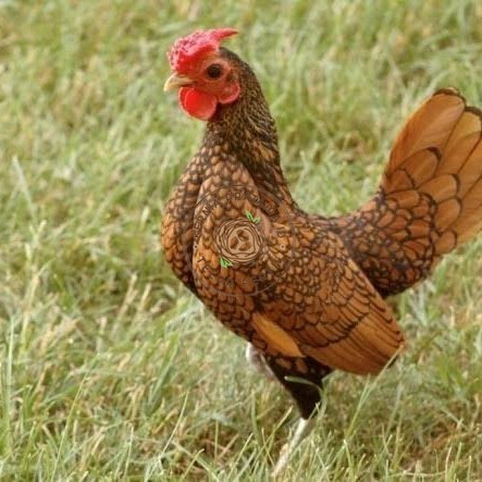 

Telur ayam serama / kate batik italy kanada fertil siap tetas KURNIA PRATAMA ID