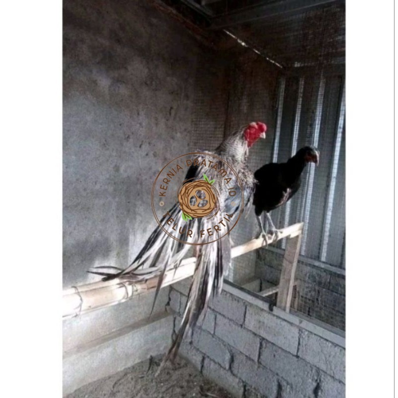 

Telor Ayam Bangkok Ekor Lidi Telur Ayam Hias Fertil hanya untuk ditetaskan KURNIA PRATAMA ID