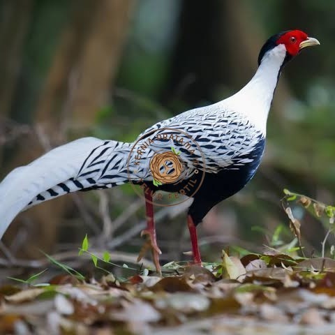 

Telur ayam hias ringneck silver pheasant fertil asli KURNIA PRATAMA ID