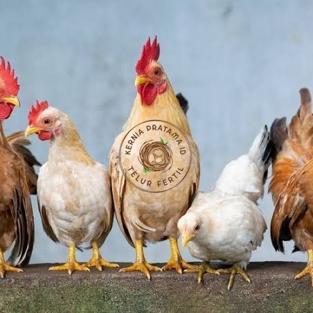 

Telur ayam elba / telur ayam hias / telur ayam fertil siap tetas KURNIA PRATAMA ID