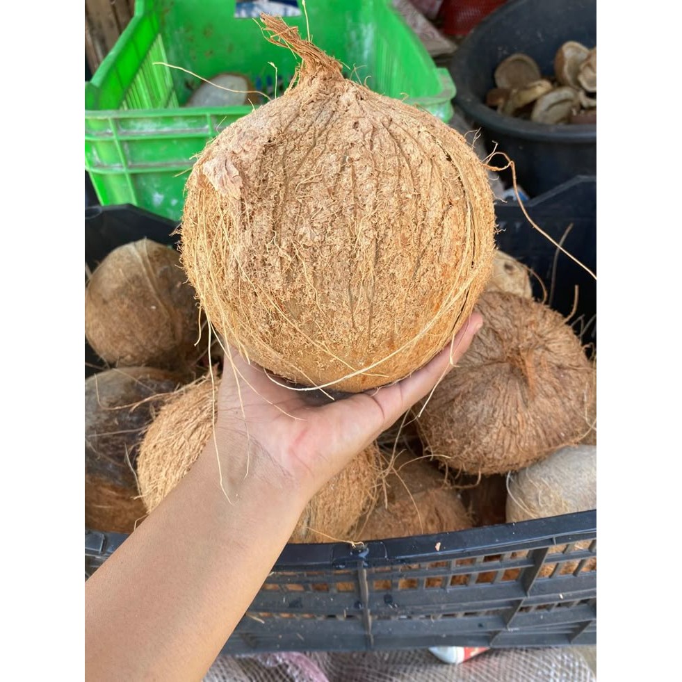 

sgn25- Kelapa Tua Kupas per butir