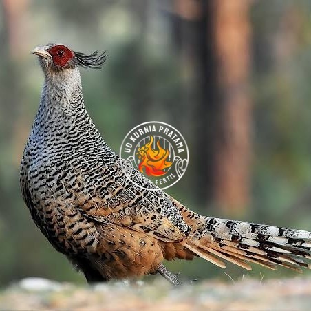 

Telur ayan hias ringneck cheer pheasant fertil untuk ditetaskan UD KURNIA PRATAMA