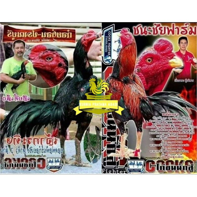 

Telur fertil pakhoy trah maneedaeng x blackbull x black rose x durian x payabod x jimmywhite x 17yok / khoyngon garansi fertil KURNIA PRATAMA ABADI