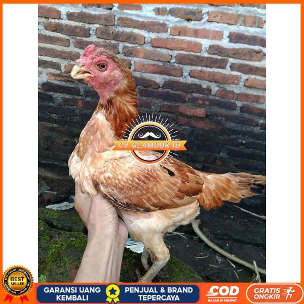 

Asel Beak Parrot terlur terlaris CV GLAMOUR ID