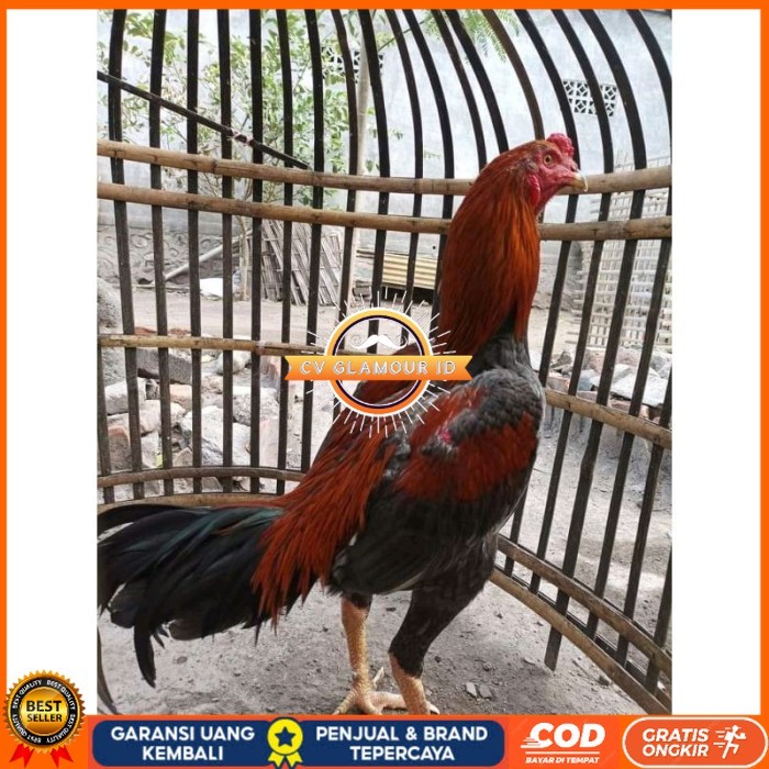 

TELUR FERTIL PLUCKER PAKOY ISTIMEWA original berkualitas CV GLAMOUR ID