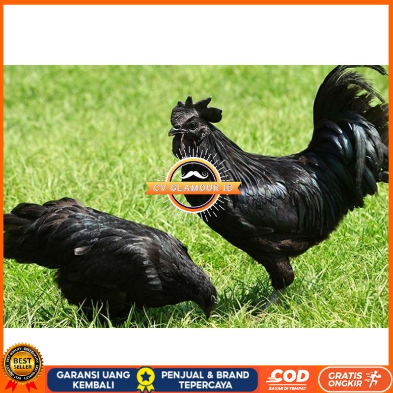 

TELUR AYAM HIAS CEMANI untuk di tetaskan CV GLAMOUR ID