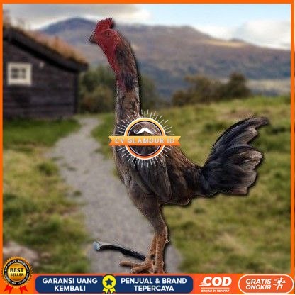 

telur ayam shamo eropa ori petarung juara CV GLAMOUR ID