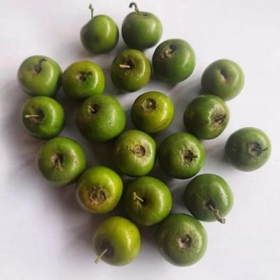 

Buah Bidara Arab fresh petik (10 - 20 Buah) - 20 buah