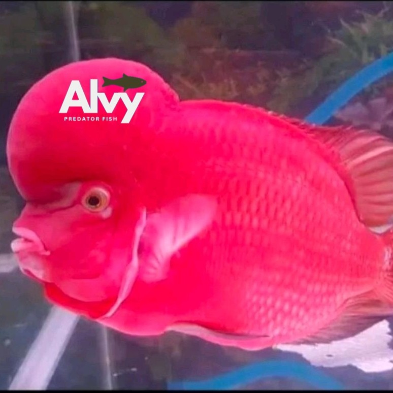 

hiasan louhan super red monkey lohan srm berkualitas ori