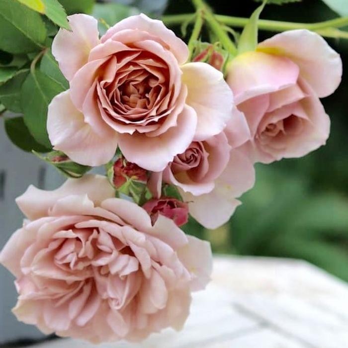 Tanaman Hidup Bunga Mawar Iori-Mawar Coklat-Mawar rambat -mawar import - bibit