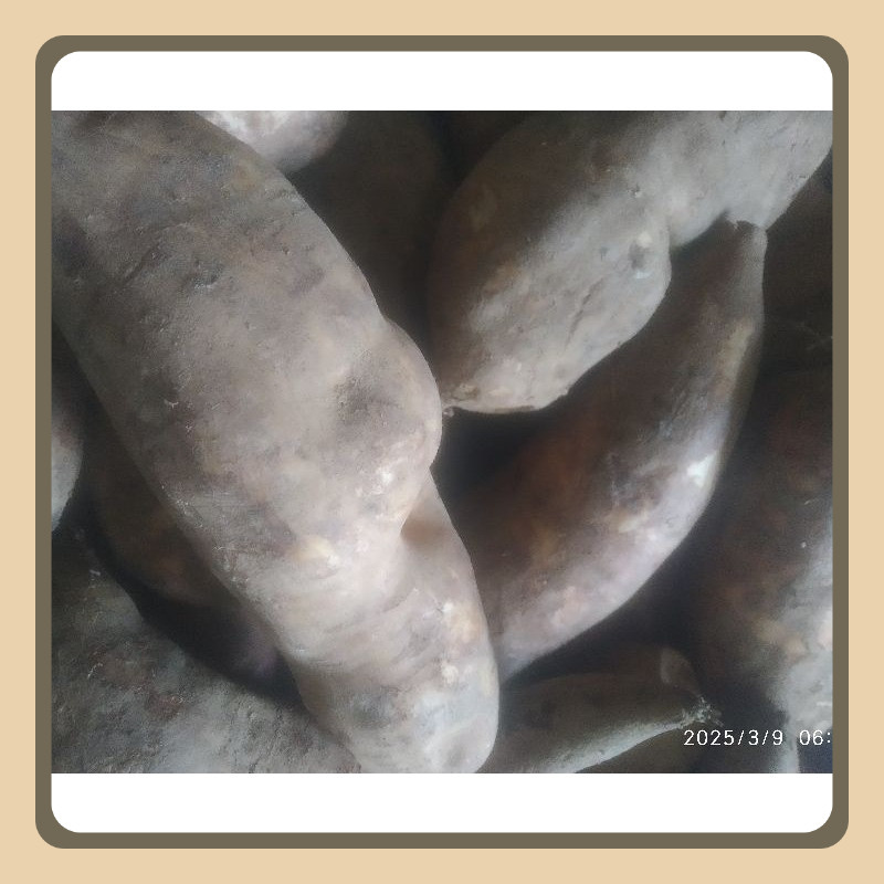 

UBI YACON ASLI WONOSOBO/UMBI YACON Ready/UBI SEHAT/UMBI UNIK.berat 1 kg