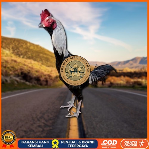 

PAMA IQ TELUR FERTIL PROMO BESAR" AN PRADITA BIBIT TANAMAN