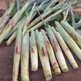 

New COD 1kg Turubuk sayur - terubuk fresh