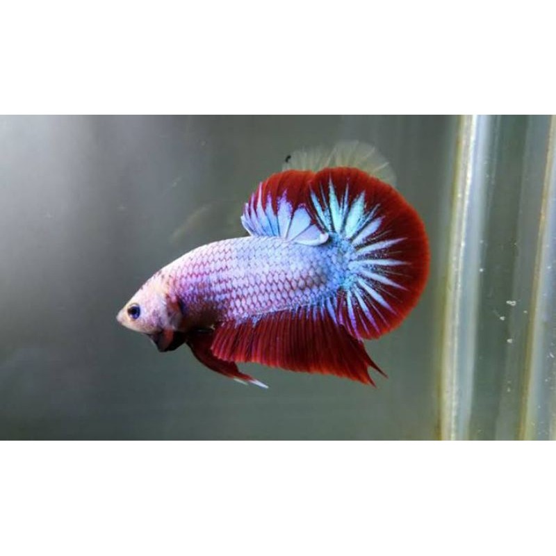 Cupang Plakat Aduan Galak Big Ear Besgel Bagan Blacking