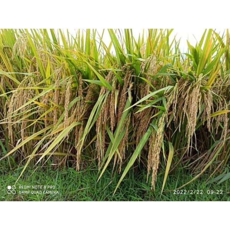 KAMEJING Benih bibit padi Trisultan Tri sultan unggul kemasan 5kg