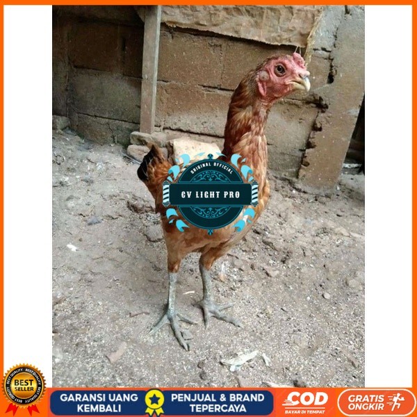 

Asel Beak Parrot terlur terlaris original berkualitas CV LIGHT PRO