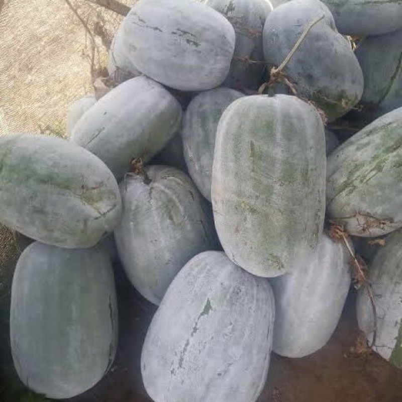 

BUAH KUNDUR / BUAH BLIGO / WINTER MELON Fresh From Kebun Sendiri