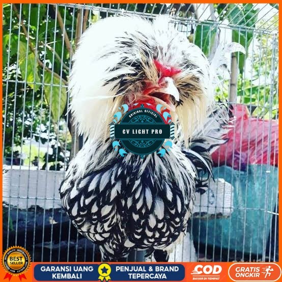 

telur ayam poland hias fertil siap ditetaskan - ayam polan CV LIGHT PRO