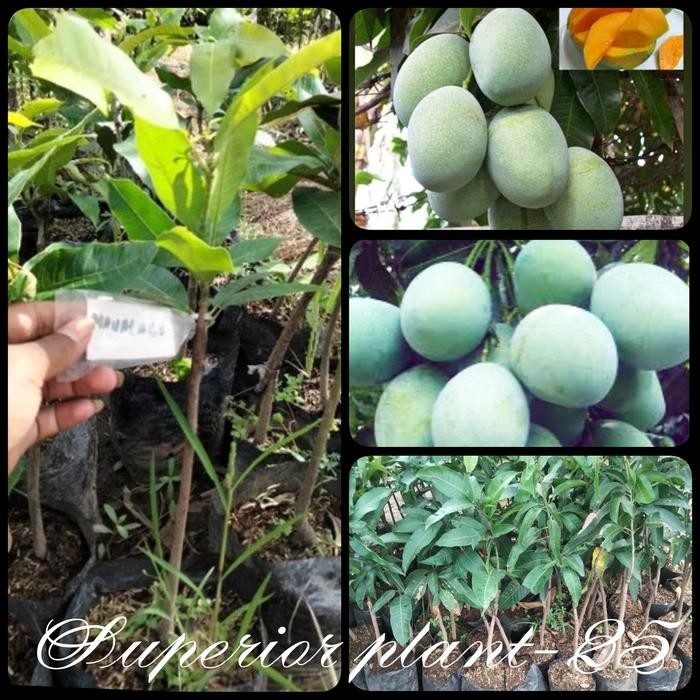 BIBIT MANGGA MANALAGI OKULASI TANAMAN MANGGA MANALAGI