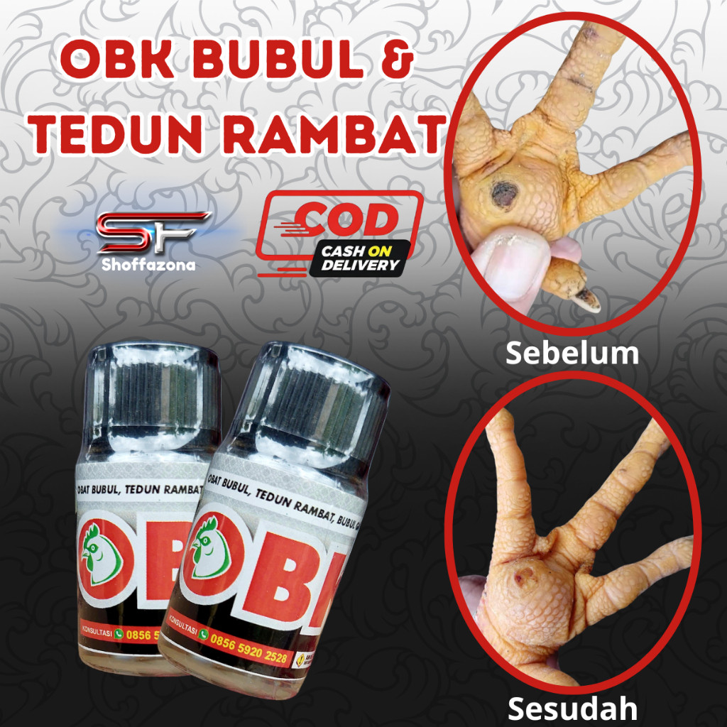 OBK BUBUL DAN TEDUN RAMBAT AYAM BUBUL GANTUNG