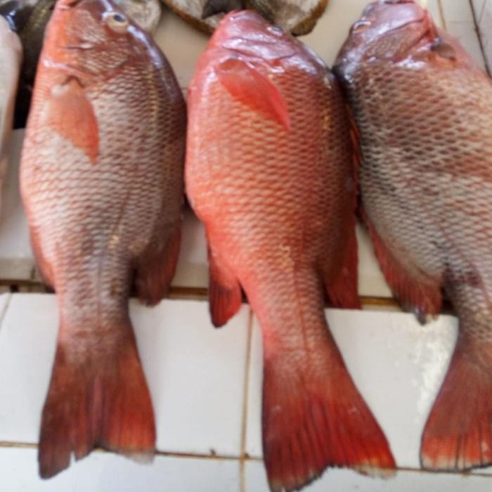 

Ikan Kakap Raja 1 kg