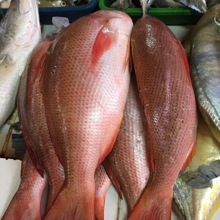 

Ikan Wakung Sawo 1 kg