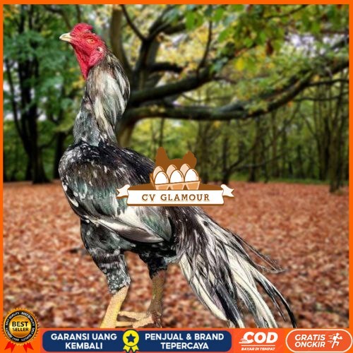 

Telur Ayam Pakhoy Trah Pitt Bull Vertil Siap Di Tetaskan Jaminan Super Oiginal Bergaransi CV GLAMOUR