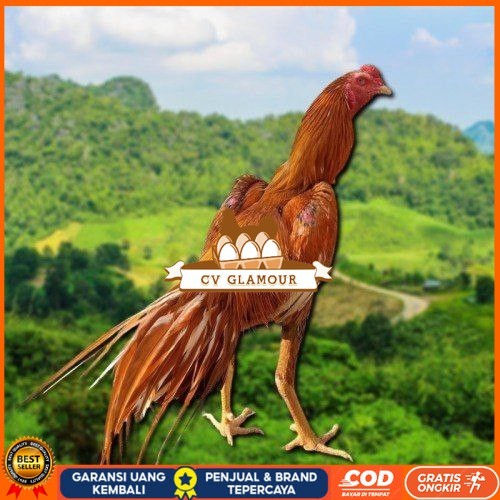 

telur Ayam Bangkok Clasik ekor lidi Fertil CV GLAMOUR