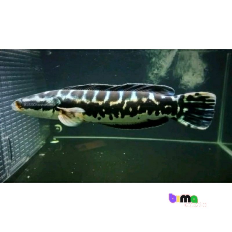 Hiasan akuarium toman jumbo 10-15cm gread A