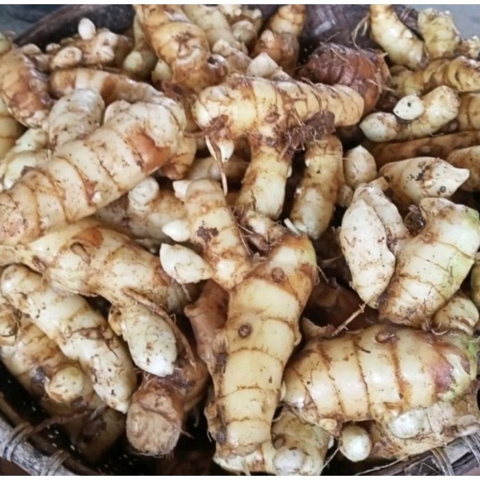 

kunyit putih segar 1 kg asli organik herbal CURCUMA .