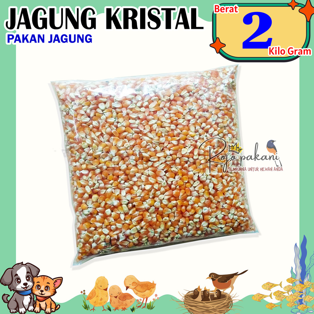 RP JAGUNG KRISTAL MERPATI 2kg JAGUNG BURUNG DARA JAGUNG BURUNG MERPATI