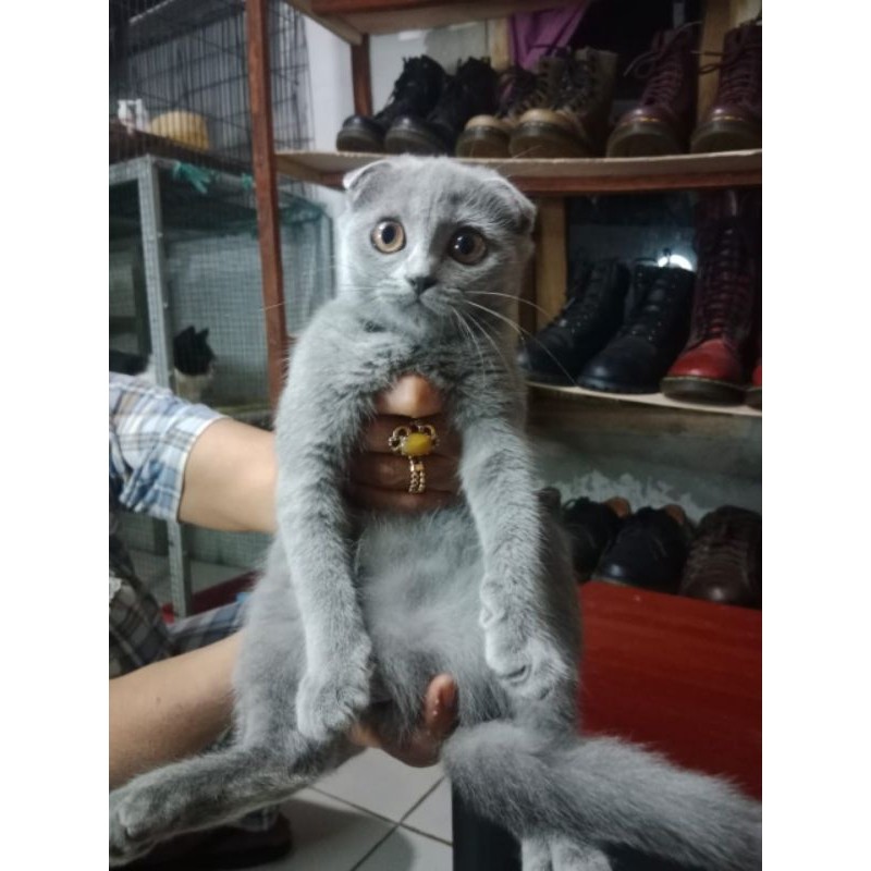 KUCING SCOTTISH FOLD BETINA KITTEN | abu