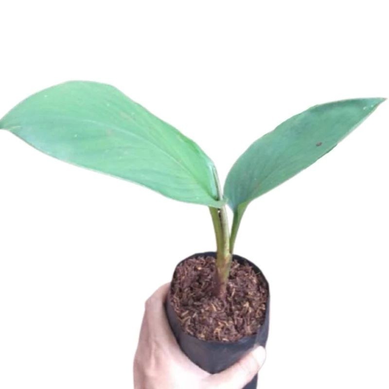 Korehcok  bibit temu hitam temu Ireng kunyit hitam