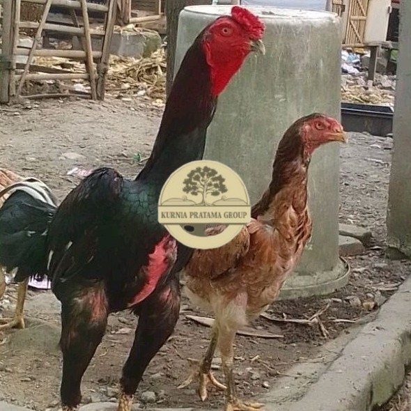 

telur ayam shamo eropa Tulangan besar bisa untuk di tetaskan KURNIA PRATAMA GROUP